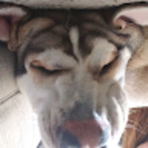 Meet your Posher, Ava